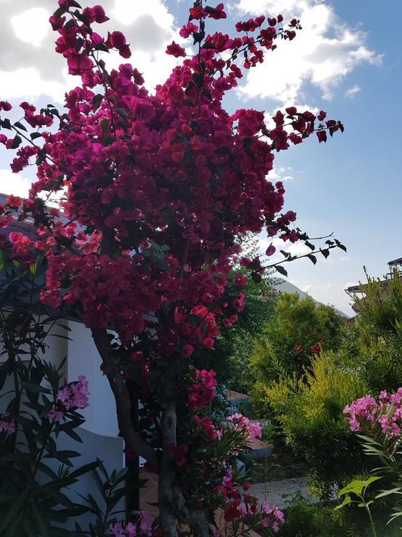 Hotel Stella Marina Capo Vaticano Eksteriør billede